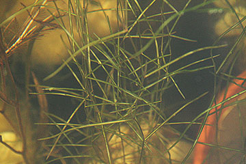 Potamogeton pectinatus