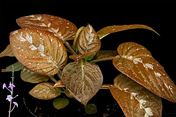 Pseuderanthemum alatum