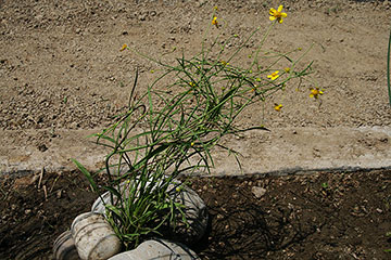 Ranunculus flammula