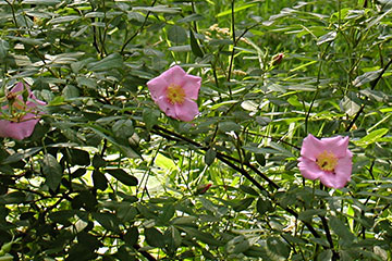 Rosa palustris 