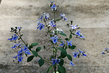 Rotheca myricoides