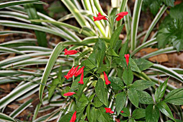 Ruellia brevifolia