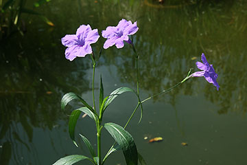 Ruellia simplex 