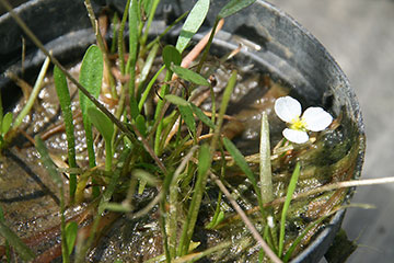 Sagittaria teres