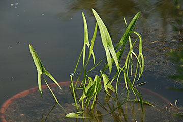 Sagittaria trifolia