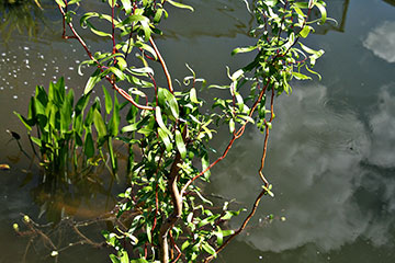 Salix babylonica tortuosa aurea 