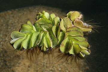 Salvinia Adnata