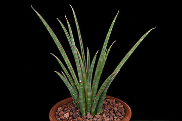 Sansevieria aethiopica