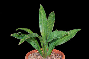 Sansevieria concinna