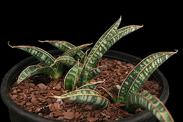 Sansevieria fischeri