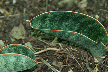 Sansevieria forskaliana