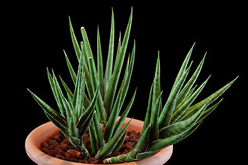 Sansevieria francisii