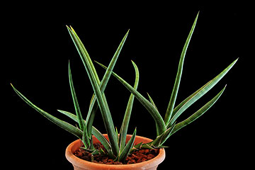 Sansevieria gracilis