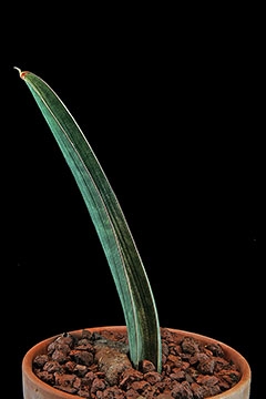 Sansevieria hallii