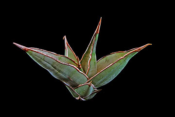 Sansevieria pinguicola