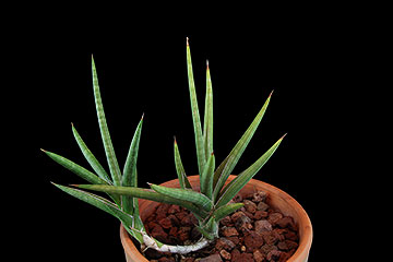 Sansevieria suffruticosa 