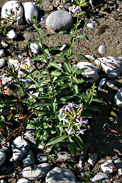 Saponaria officinalis 