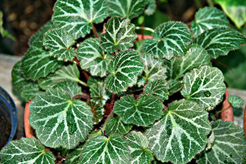 Saxifraga stolonifera