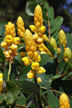 Senna alata