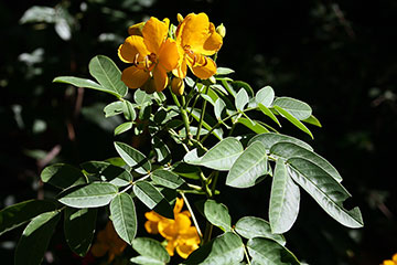 Senna corymbosa