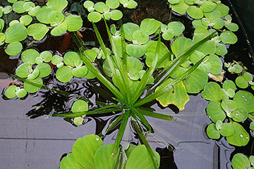 Stratiotes aloides