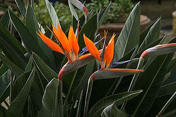 Strelitzia reginae