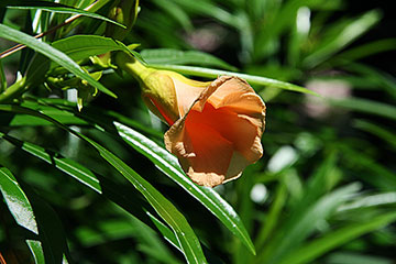 Thevetia peruviana