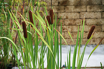 Typha latifolia