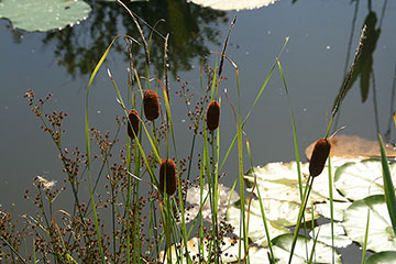 Typha laxmannii 