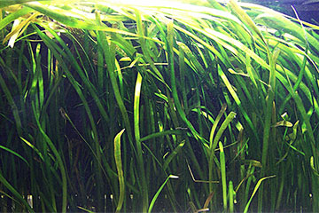 Vallisneria gigantea