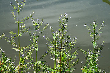 Veronica anagallis-aquatica 