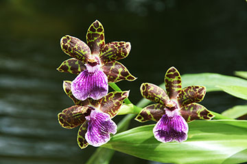 Zygopetalum sp.