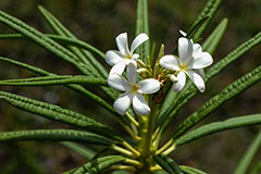 Plumeria alba