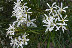 Plumeria filifolia