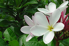 Plumeria inodora