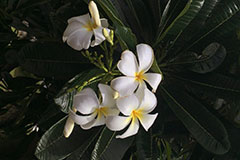 Plumeria obtusa