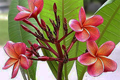 Plumeria rubra