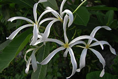 Plumeria stenopetala